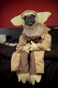 PugYoda