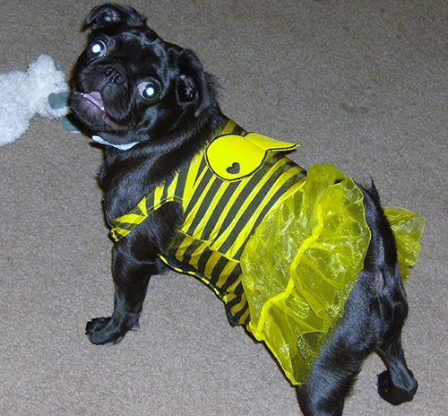 Halloween Pug