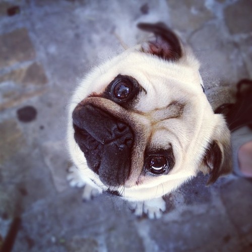 Perplexed pug