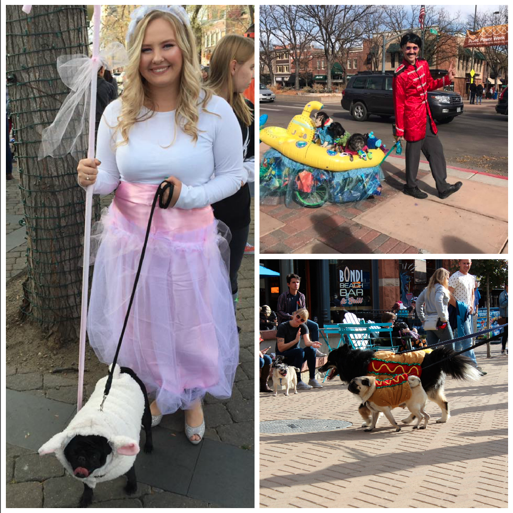 Fort Collins Halloween Pug Parade
