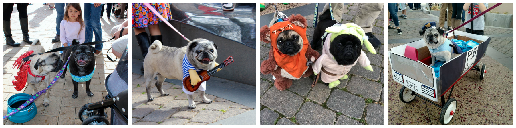 Fort Collins Halloween Pug Parade