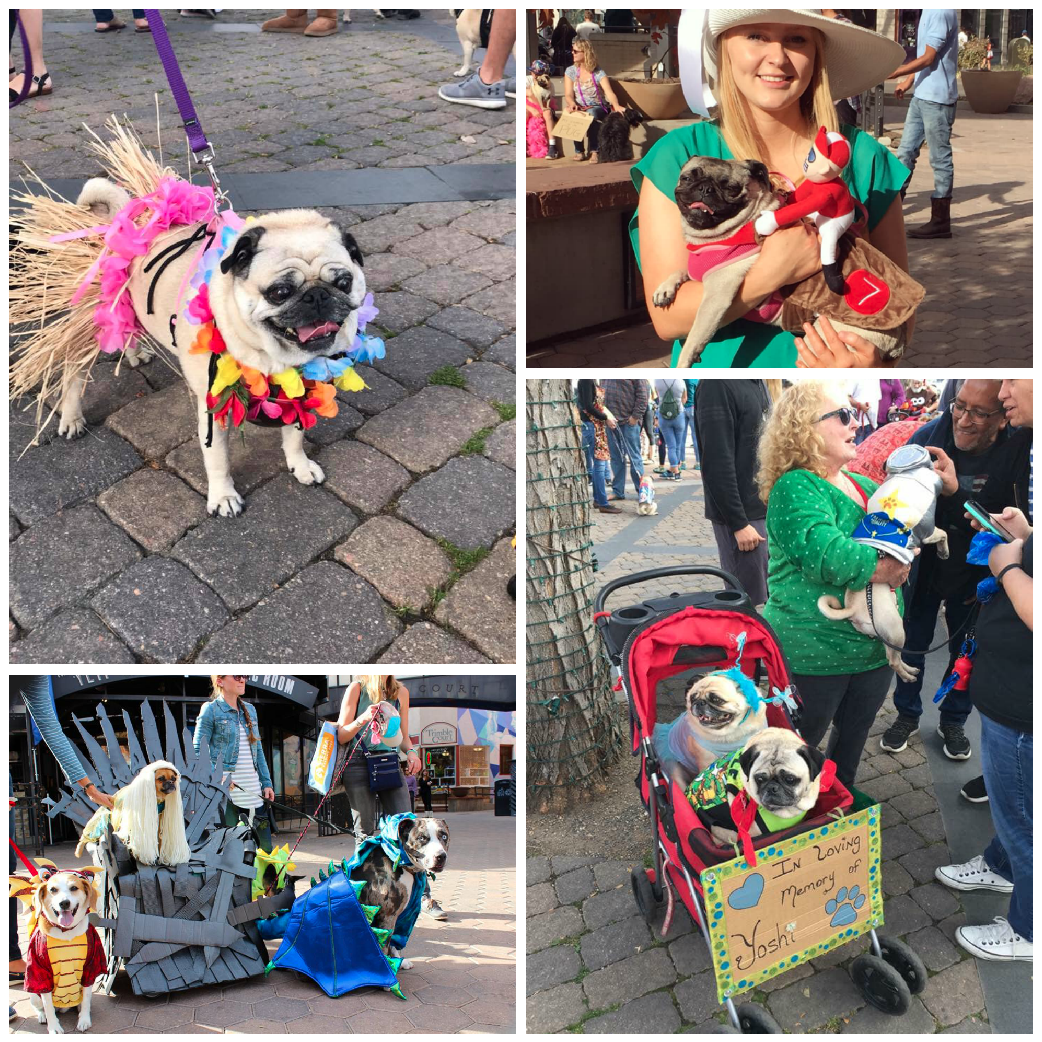 Fort Collins Halloween Pug Parade