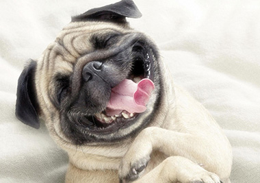 laughing pug